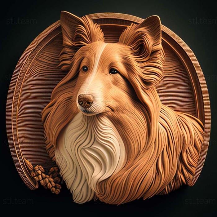 Sheltie dog